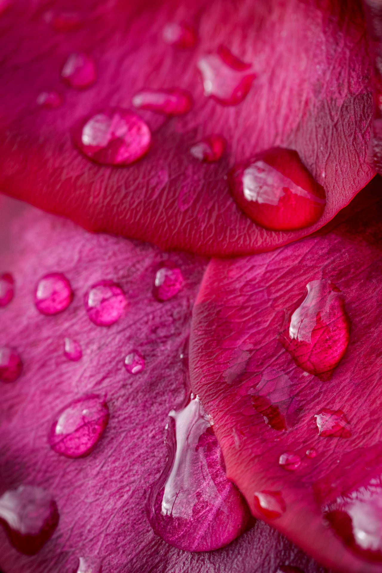 Deep magenta rose petals covered in water droplets